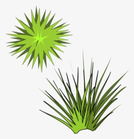 Plant,leaf,arecales - Spiky Plant Clipart, HD Png Download, Transparent PNG