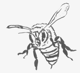 Killer Bee , Png Download - Illustration, Transparent Png, Transparent PNG