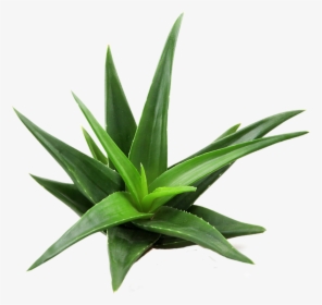 Aloe Vera Plant Top View, HD Png Download, Transparent PNG
