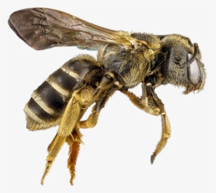 Bee Png, Transparent Png, Transparent PNG