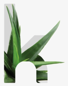 Kretaloe - Grass - Houseplant, HD Png Download, Transparent PNG