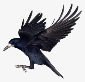 Crow Png Clipart - Carrion Crow Png, Transparent Png, Transparent PNG