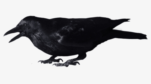 Crow Clip Art - Corvo Png, Transparent Png, Transparent PNG