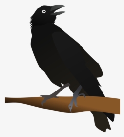 Crow Like Bird,new Caledonian Crow,american Crow - Clip Art Image Of Crow, HD Png Download, Transparent PNG