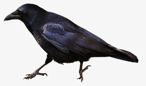 Crow Png Picture - Crow Isolated, Transparent Png, Transparent PNG