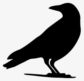 Drawing Crow Silhouette Clip Art - Crow Silhouette Png, Transparent Png, Transparent PNG