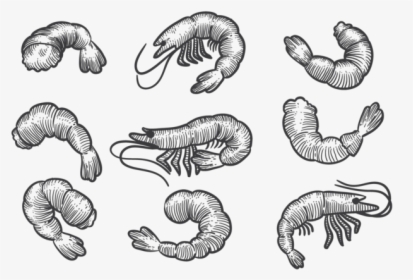 Hand Drawn Prawns - Shrimp Sketch Png, Transparent Png, Transparent PNG