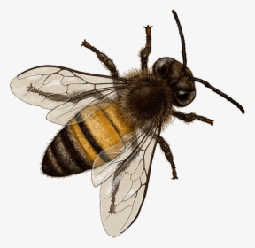 Honey Bee - Transparent Background Bee Png, Png Download, Transparent PNG