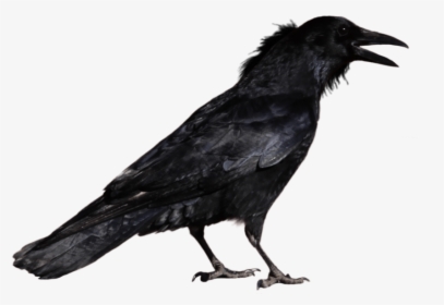Crow Png Transparent Images - Crow Png, Png Download, Transparent PNG