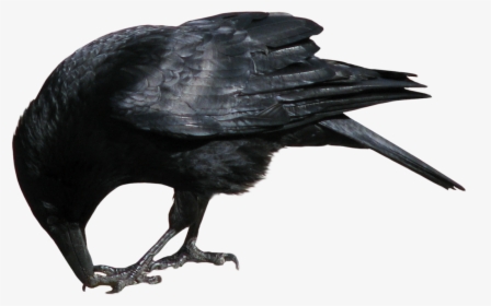 Crow Eating Png, Transparent Png, Transparent PNG