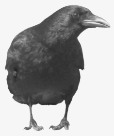 Grab And Download Crow Png In High Resolution - Crow Png, Transparent Png, Transparent PNG