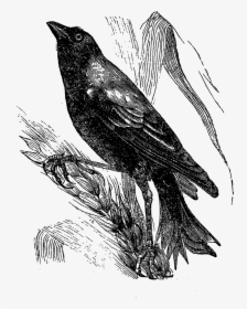 Crow Clipart Autumn - Crow Drawing Png, Transparent Png, Transparent PNG