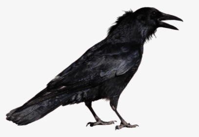 Crow Png, Transparent Png, Transparent PNG