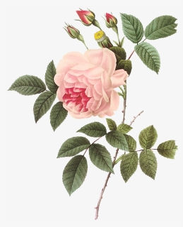 Digital Pink Rose Clip Art - Transparent Background Vintage Rose Png ...