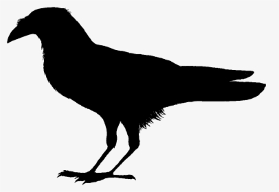 Crow Drawing Transparent Png Clipart Free Download - Clipart Black Bird Black And White, Png Download, Transparent PNG