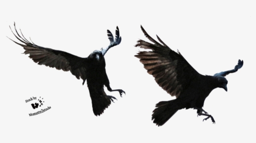 Crow Clipart Transparent Background - Transparent Ravens, HD Png Download, Transparent PNG