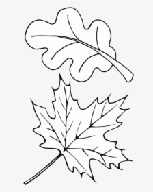 Leaf Outline Autumn Outlines Fall Clip Art Transparent - Fall Leaves Coloring Pages, HD Png Download, Transparent PNG