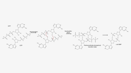 C Di Gmp Possible Mechanism - Diguanylate Cyclase, HD Png Download, Transparent PNG