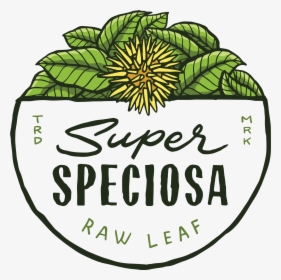 Gmp-3 - Super Speciosa, HD Png Download, Transparent PNG