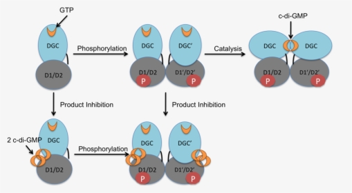 Activation Mechanism And Regulation Of Pled - Diguanylate Cyclase, HD Png Download, Transparent PNG
