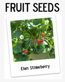 Eversweet Strawberry Plants Icon - Strawberry Elan F1, HD Png Download, Transparent PNG