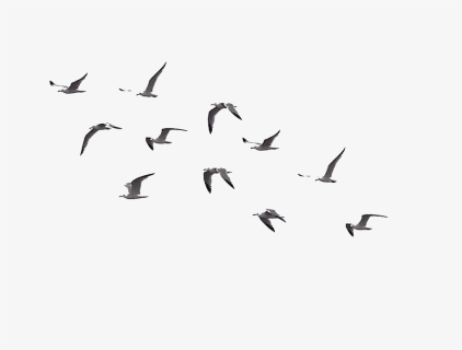 #ftestickers #birds #fly #flying #flyinghigh #onthesky - Flock, HD Png ...