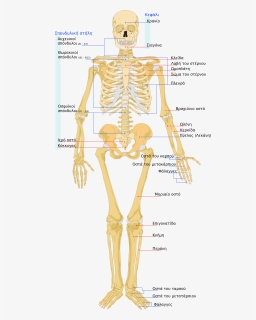 Human Body Energy Png, Transparent Png , Transparent Png Image - PNGitem