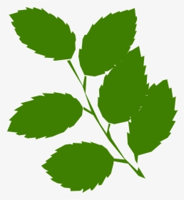 Mint Leaf Vector - Green Leaves Clip Art, HD Png Download, Transparent PNG