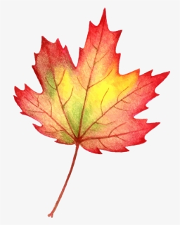 Transparent Maple Png - Autumn Leaf Colour Pencil, Png Download, Transparent PNG