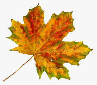 Free Vector Graphic - Black Maple In Fall, HD Png Download, Transparent PNG