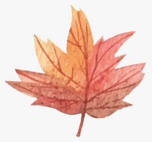 Vector Maple Leaf Png Download - Watercolor Maple Leaf Png, Transparent Png, Transparent PNG