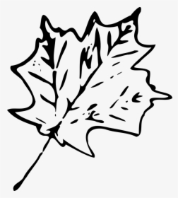 Maple, Fall, Leaf, Foliage - Transparent Leaf Clipart Black And White, HD Png Download, Transparent PNG