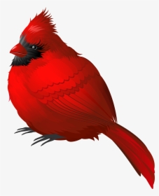 Red Winter Bird Png Clipart Image - Red Bird No Background, Transparent Png, Transparent PNG