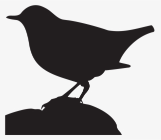 All About Birds Clipart , Png Download - Old World Flycatcher, Transparent Png, Transparent PNG