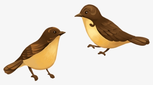 Finch, HD Png Download, Transparent PNG