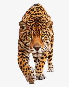 Cat Jaguar, HD Png Download, Transparent PNG