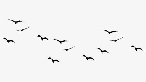 Bird Birds Clipart Sky Clip Arts For Free On Transparent - Birds Flying Silhouette Png, Png Download, Transparent PNG