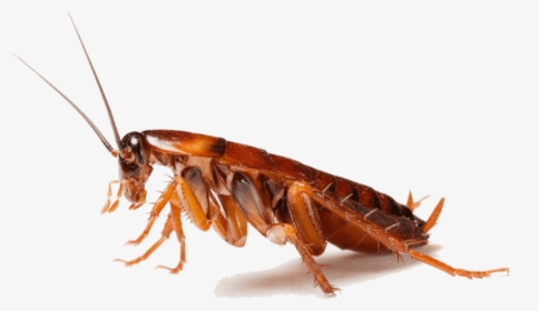 Cockroach Insect Pest Control - Cockroaches Png, Transparent Png, Transparent PNG