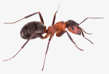 Pest Control Green Tree Ant Argentine Ant Banded Sugar - Transparent Background Ant Png, Png Download, Transparent PNG