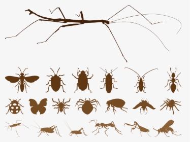 Mosquito Insect Spider Euclidean Vector - Free Vector Insects, HD Png Download, Transparent PNG