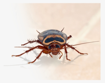 Transparent Pest Png - Big Are Roaches In Texas, Png Download, Transparent PNG