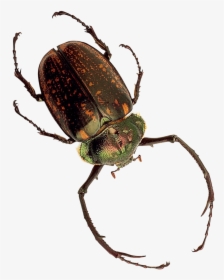 Insect Png Transparent Image - Png Inesct, Png Download, Transparent PNG