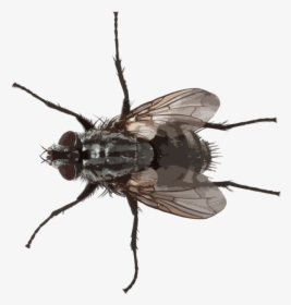 Blowflies - Small Fly Png, Transparent Png, Transparent PNG