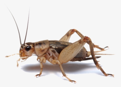 Insect Transparent Png - Insect Cricket, Png Download, Transparent PNG