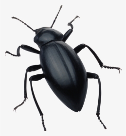 Insect Png Clipart - Bug Png, Transparent Png, Transparent PNG