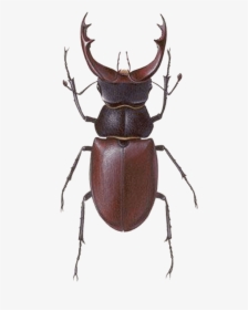 Stag Beetle Transparent Png Image Bug Image Transparent - Stag Beetle, Png Download, Transparent PNG