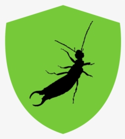 Earwigs, HD Png Download, Transparent PNG