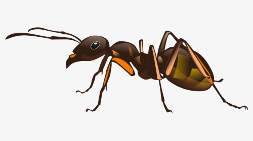 Ant,vision Care,weevil - Imagens De Formiga Png, Transparent Png, Transparent PNG