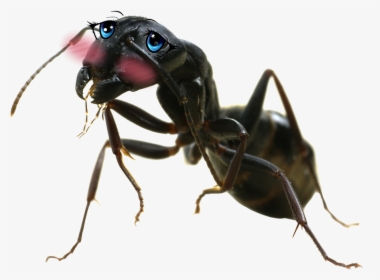 Ant Png Big - Ant Insect Png, Transparent Png, Transparent PNG