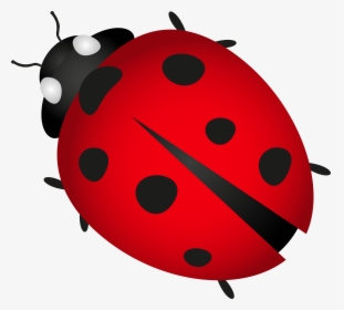 Ladybug Insect Transparent Image - Lady Bug Clip Art, HD Png Download, Transparent PNG